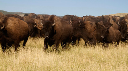 Buffalo Treaty: Native tribes sign bison revival plan in US and Canada