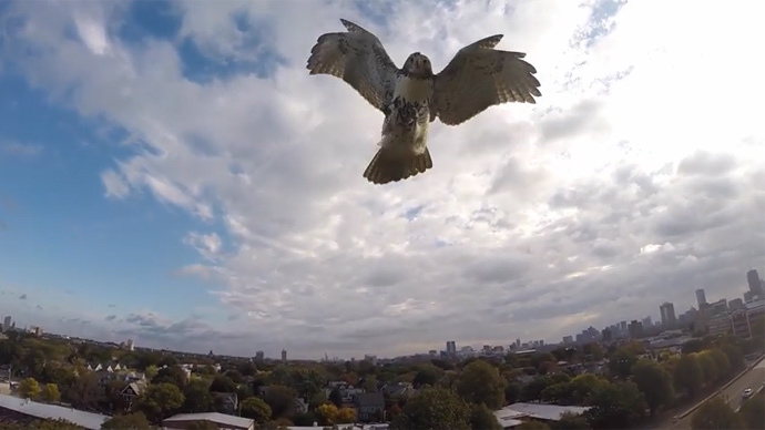Hawk 1, Drone 0: Bird of prey attacks quadcopter, takes down from skies (VIDEO)