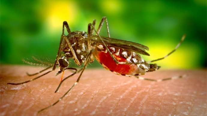 Yellow fever mosquitoes spread fear of deadly viruses in Los Angeles