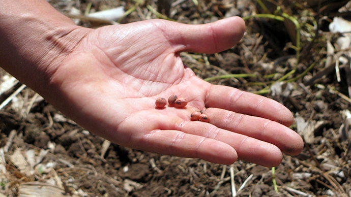 ‘Bee killer’ pesticide provides little benefit to farmers - EPA