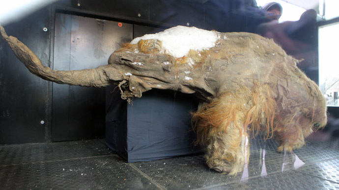 The Yakutian baby mammoth "Yuka" delivered to the Central Artist House before the onset of the Russian Geographical Society Festival. (RIA Novsti/Vitaly Belousov)