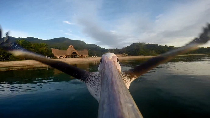 Birds vs GoPro: What happens when nature meets technology (VIDEOS)