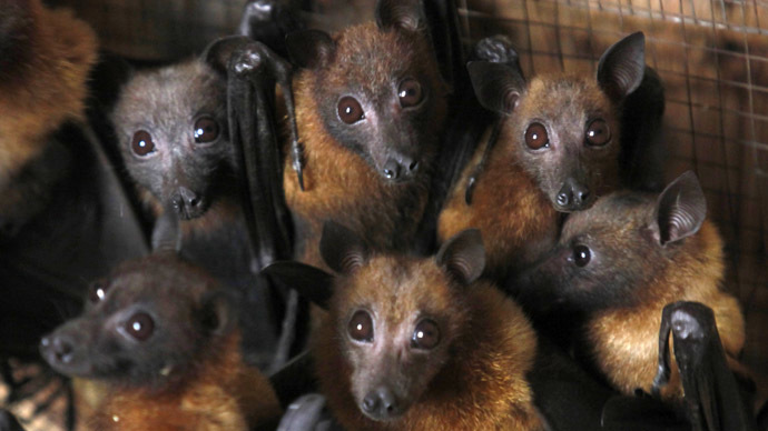 Villain or hero? Bats may be key to curing Ebola, scientists say