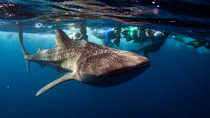 Incredible drone footage: Watch whale sharks feasting on plankton