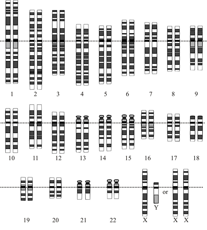 Human genome (Image from wikipedia.org)