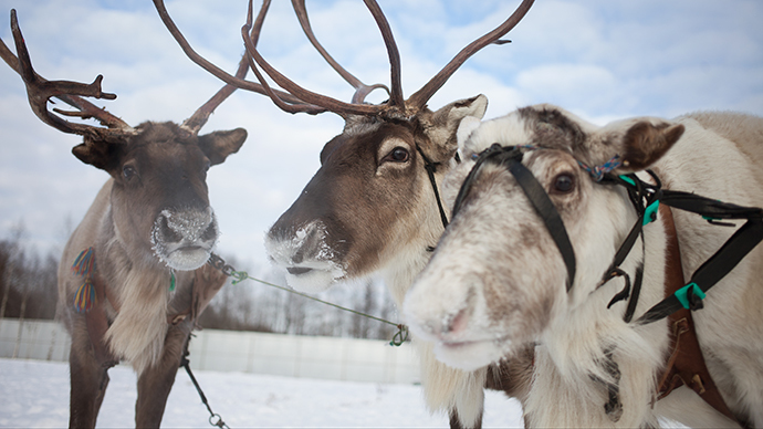 Police reindeer may soon be deployed in Russian tundra
