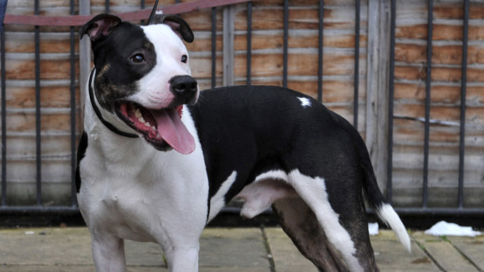 Louisiana village bans pit bulls & Rottweilers, orders to collect them for disposal by Dec. 1