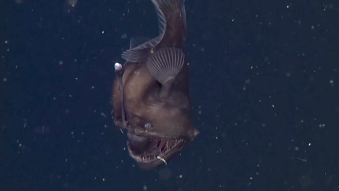 Finding Nemo monster is real: Rare black seadevil caught on video