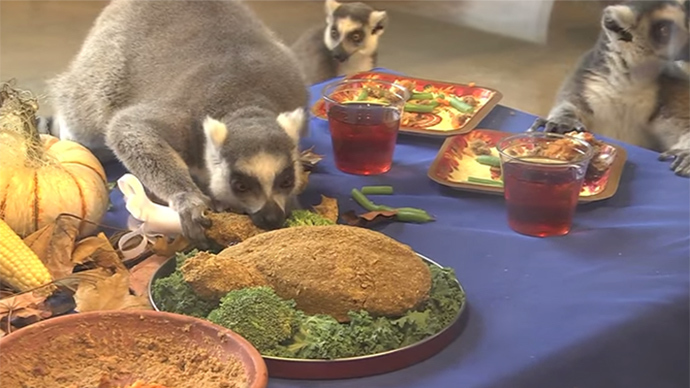 Thanksgiving comes to dazzled lemurs at Chicago zoo (VIDEO)