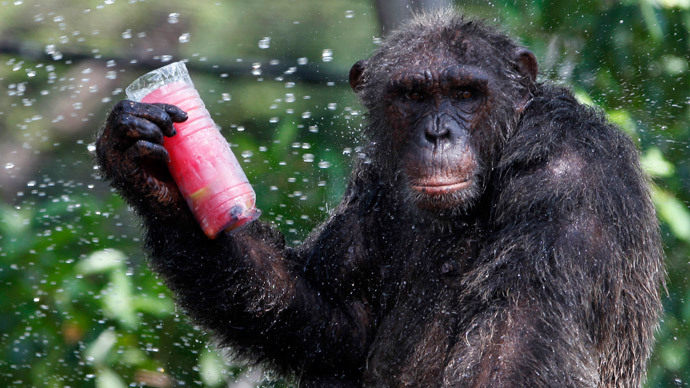 Apeus corpus? Chimps not human, says New York court
