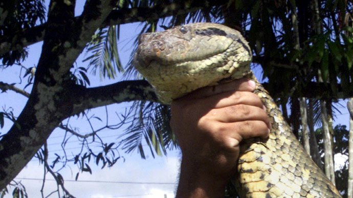#AlmostEatenAlive: US naturalist offers himself to 6-meter anaconda, sparks debate (VIDEO)