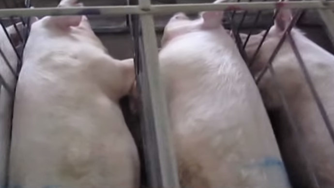 Pregnant pigs kept in gestation crates (Still from Youtube video, SpeciesismTheMovie)