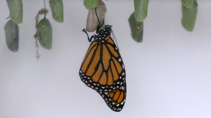 Monarch butterfly may be listed as endangered species after 90% population drop