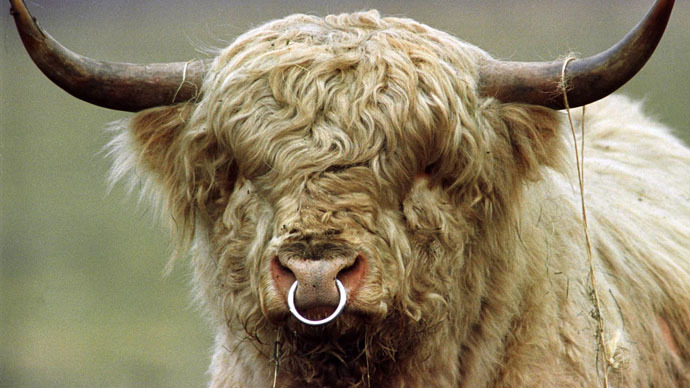 ​Nazi cows? Farmer forced to cull aggressive, genetically-engineered ‘Third Reich’ herd