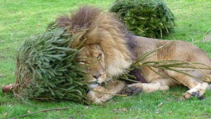 The lion’s share: Christmas trees recycled as big cat toys