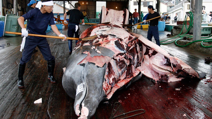 Activists slam Japan's ‘non-lethal whaling program’ as ships prepare for Antarctic