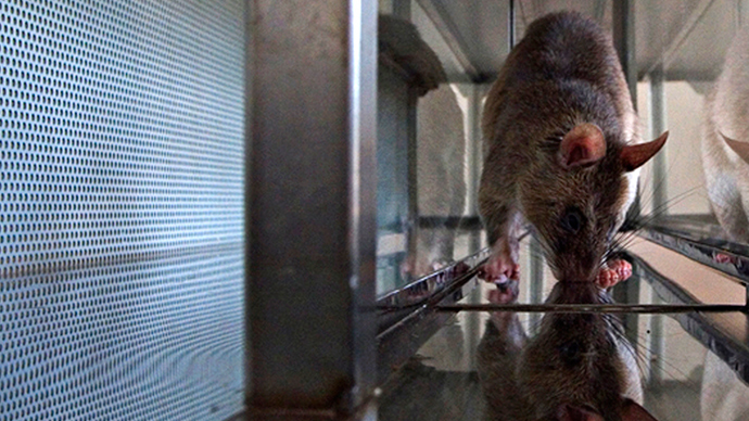 ​‘Cruel and absurd’: Cambridge heart disease study starves rats of oxygen