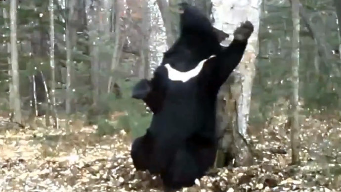 Scratch that! ‘Dancing Bear’ in Russia’s Far East gains internet fame (VIDEO)