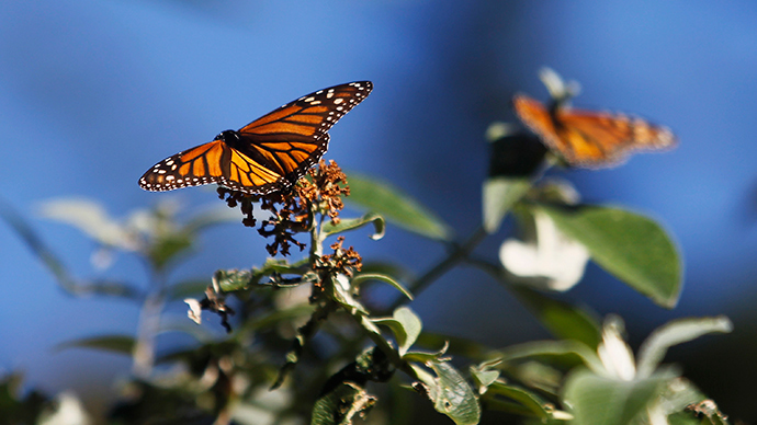 Monsanto’s Roundup system threatens extinction of monarch butterflies - report