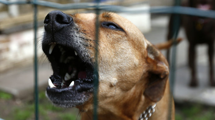 Court muzzles Croatian dog at night, prompting barking response on social media