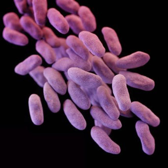 Three-dimensional (3D) computer-generated image of a group of carbapenem-resistant Enterobacteriaceae bacteria. (image by the Centers for Disease Control)