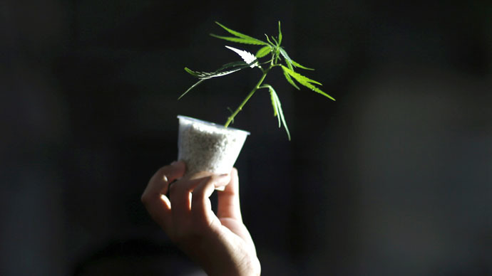 Smoking marijuana is 114 times safer than drinking alcohol – study