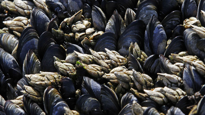 Oysters, crabs & clams under threat from CO2 along East Coast – study