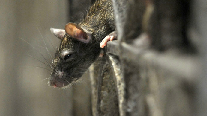 NYC rats carry Bubonic plague-transmitting fleas - study