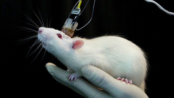 ‘Distressing & disturbing’: 2mn animals experimented on at UK universities