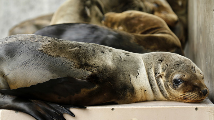 Rescued California sea lion pups rest in their holding pen at Sea World San Diego in San Diego, California (Reuters/Mike Blake)