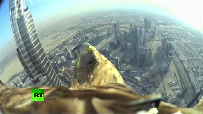 Eagle’s eye view: Cam-equipped bird flies off Dubai skyscraper, sets world record (VIDEO)