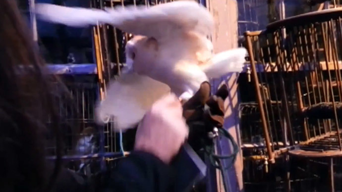 ‘Stay magical, not cruel!’ Harry Potter owls mistreated at Warner studio tour, PETA says