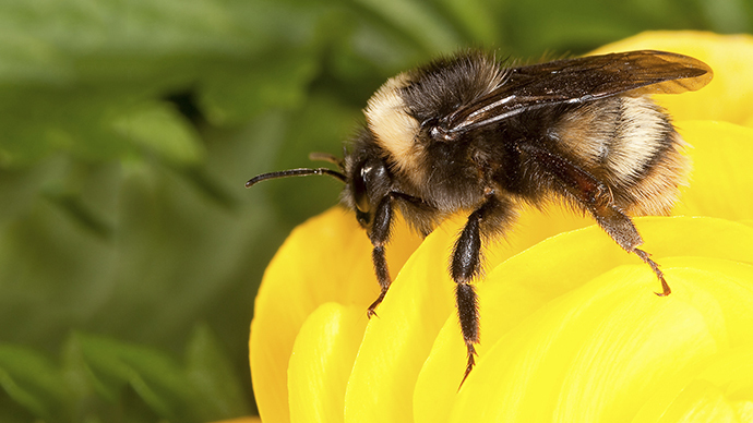 Best bee-havior: Micro-trackers glued onto bees to monitor travels