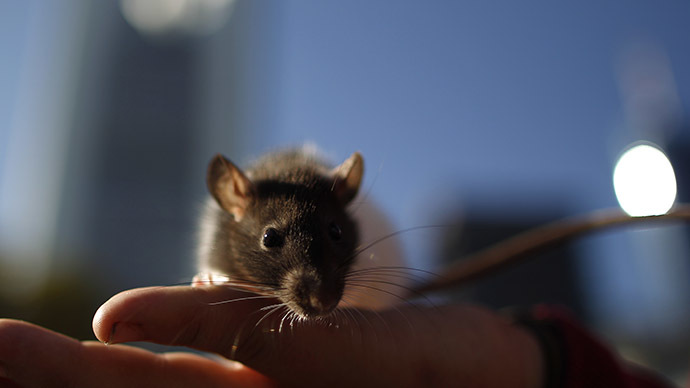 Drought spurs rodent problems across California