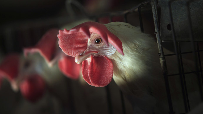 Birdemic: Iowa becomes 3rd state to declare emergency over avian flu outbreak