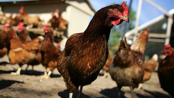 Burn the birds: Iowa using incinerators to cope with 20 mn casualties of avian flu