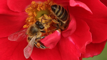 40 percent of US honeybee population lost over year, as mysterious die-off accelerates