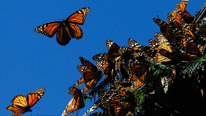 White House to create 1,500 mile corridor to help migrating Monarch butterflies