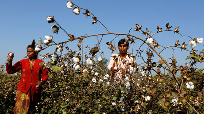 GMO that kills: GM-cotton problems drive Indian farmers to suicide