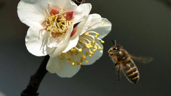 EPA wants ‘pesticide-free zones’ to curb honeybee deaths