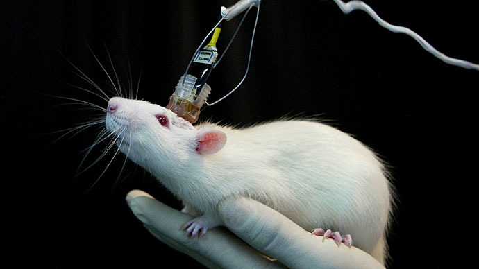 Neurons for Algernon: Scientists restore memories in amnesic mice, hope to help humans