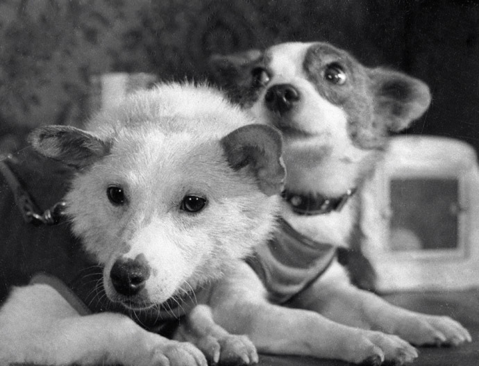 Dogs Belka (Squirrel) and Strelka (Little Arrow) after returning from space. (RIA Novosti)
