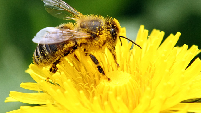 ​'Bees with Alzheimer’s?' Aluminium pollution linked to dementia in bees