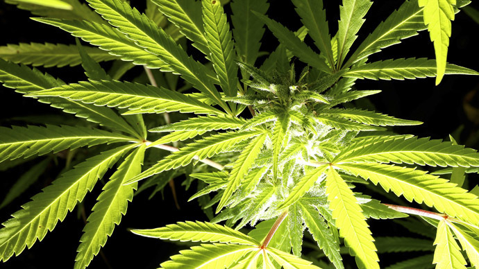 No pot for you: Colorado court upholds firing over medical marijuana
