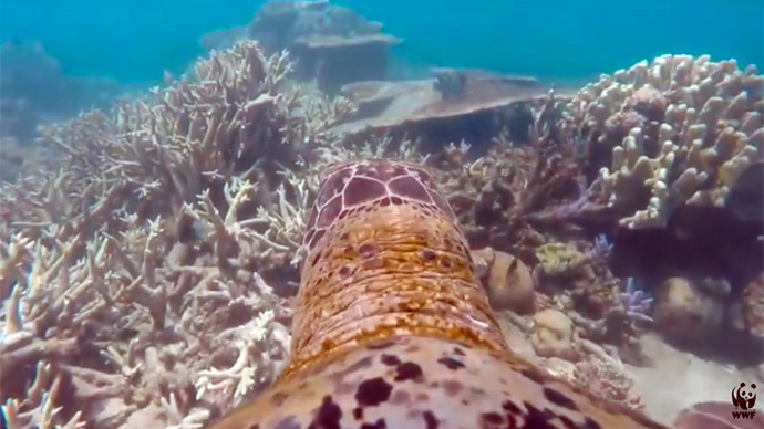 GoPro turtle inspires people to save Great Barrier Reef in mesmerizing footage (VIDEO)