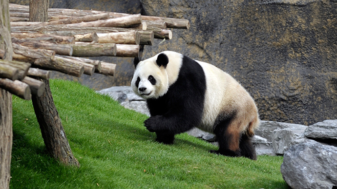 Scientists reveal how pandas manage to survive on bamboo diet