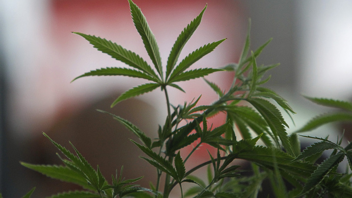 Seeing green: Washington rakes in revenue from marijuana taxes