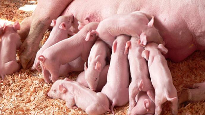 Rusagro goes the whole hog in Chelyabinsk