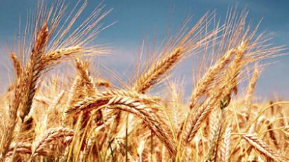 Russia removes grain embargo with markets quick to respond