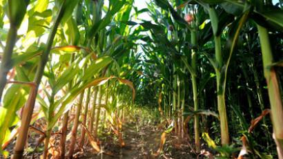 Good crop, bad crop: French scientists dismiss Monsanto 'cancer corn' study